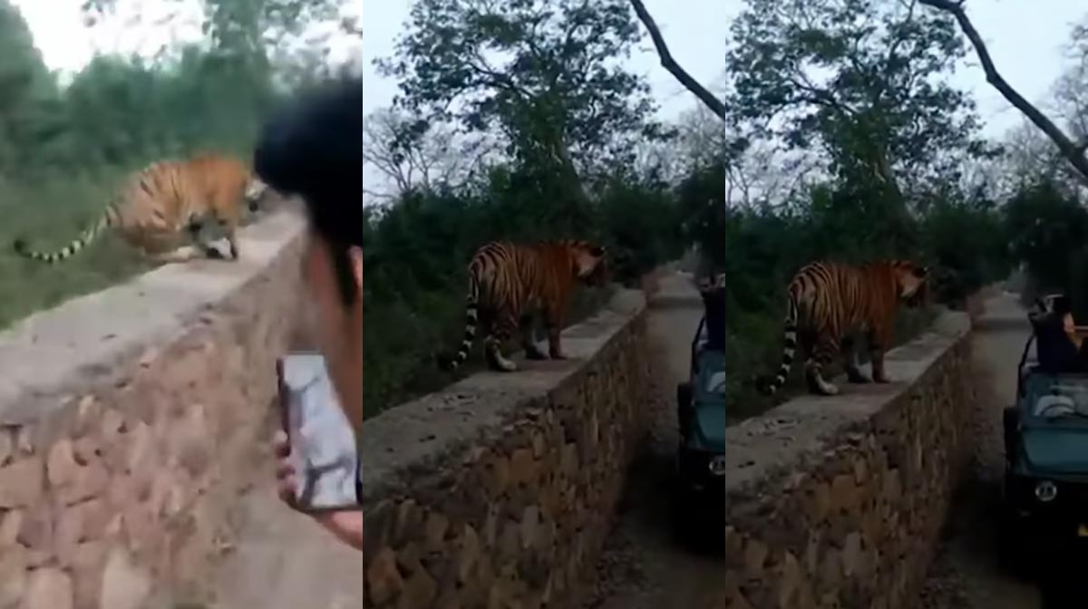 Screengrab from instagram.com/ranthambhorewildlife/