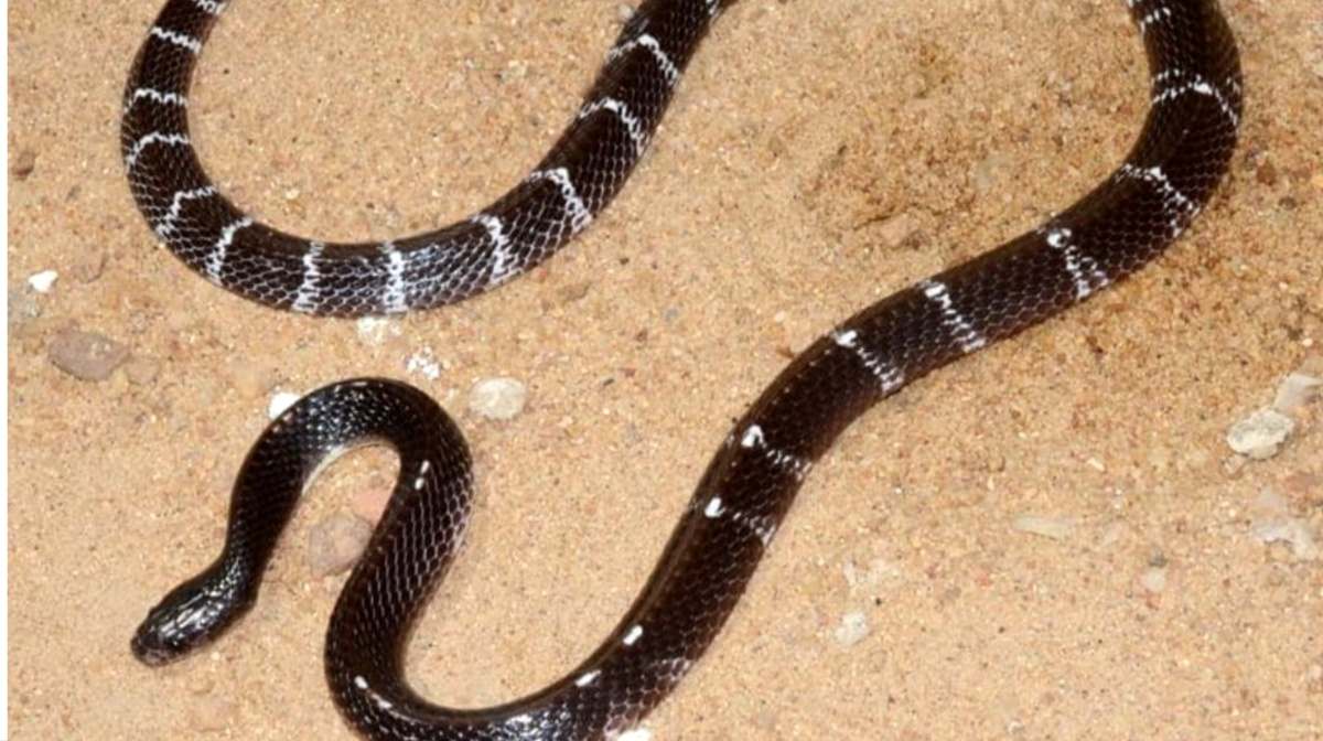 krait-snake