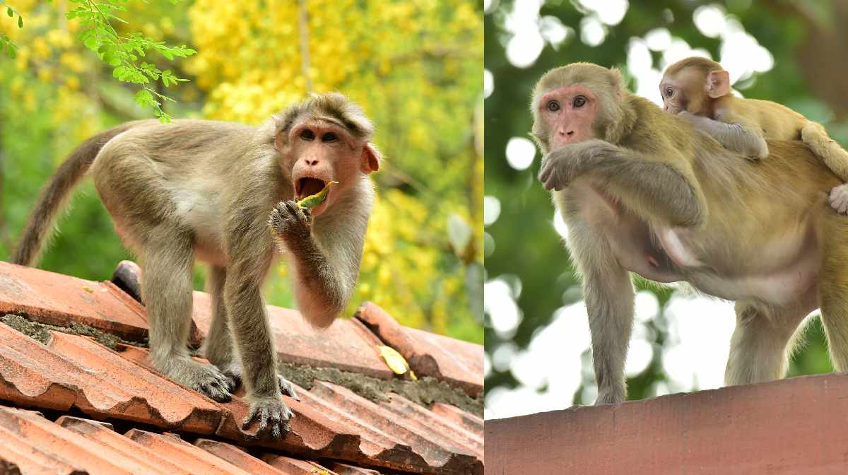 monkey