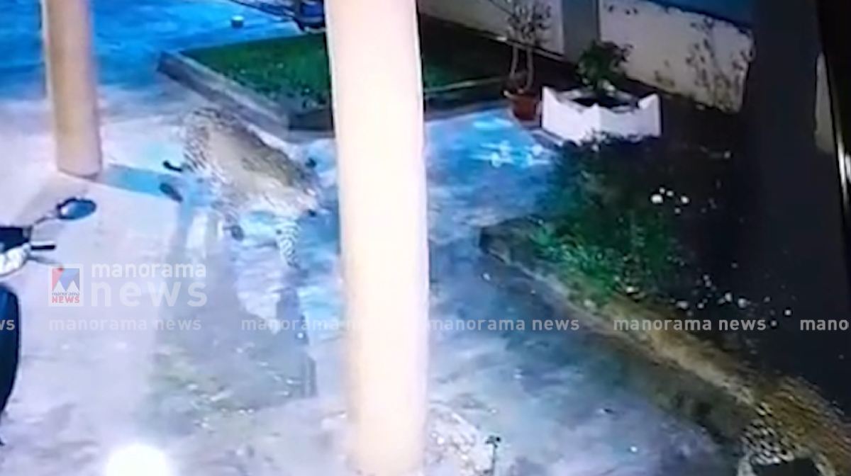 bengaluru-leopard
