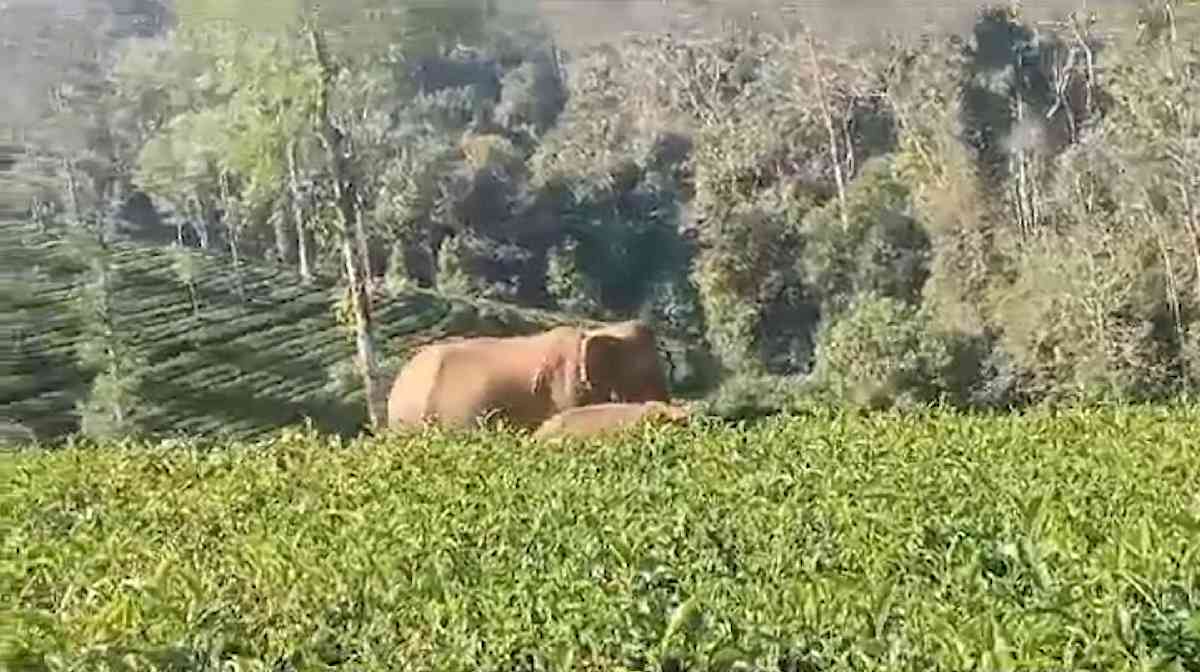 elephant-valparai