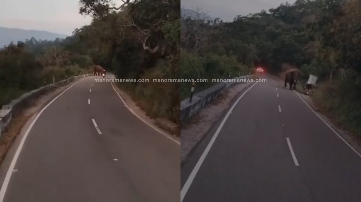 valpara-elephant-attack-02