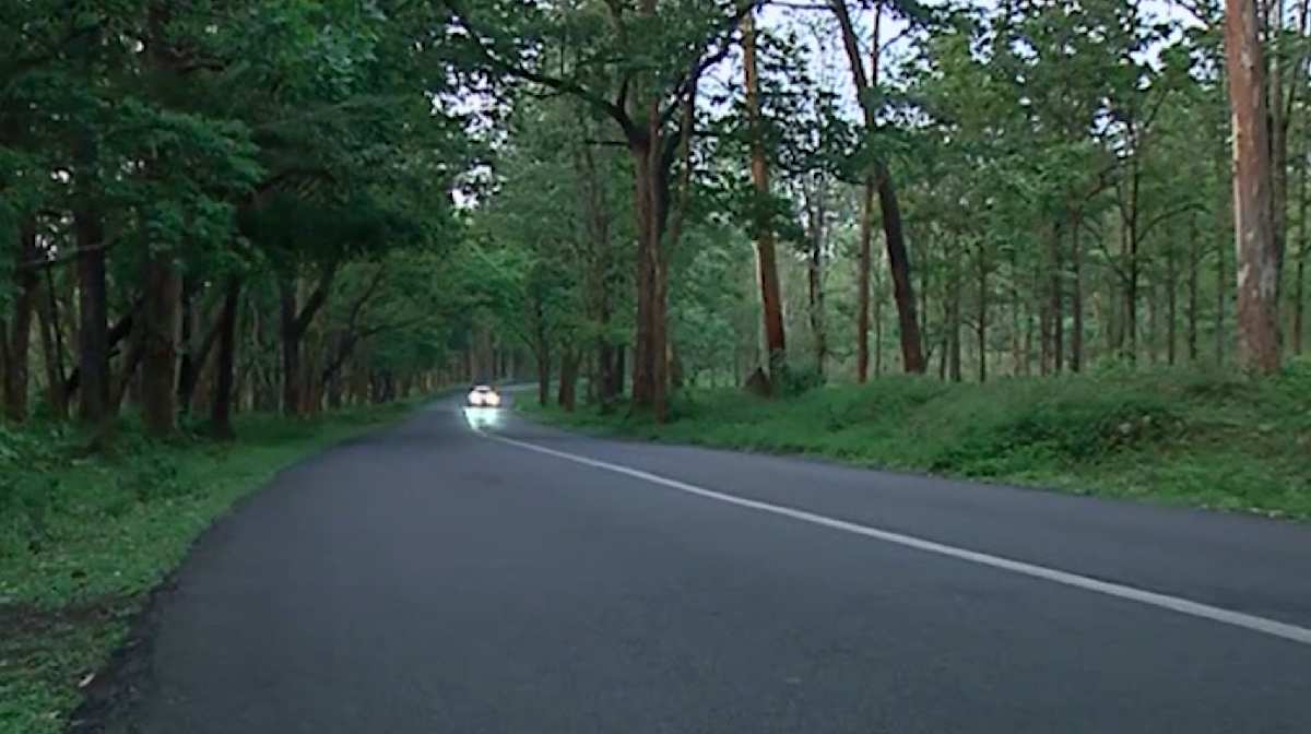 bandipur-night-travel-ban