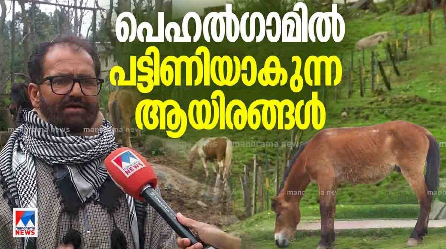 horse