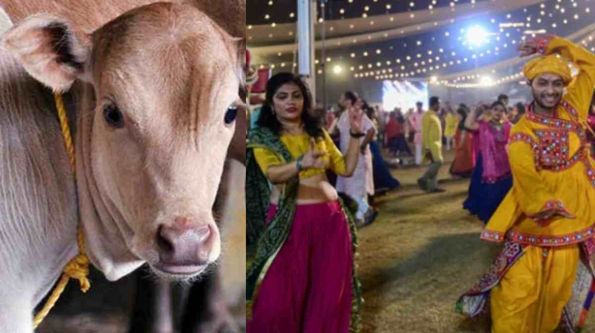 cow-navaratri