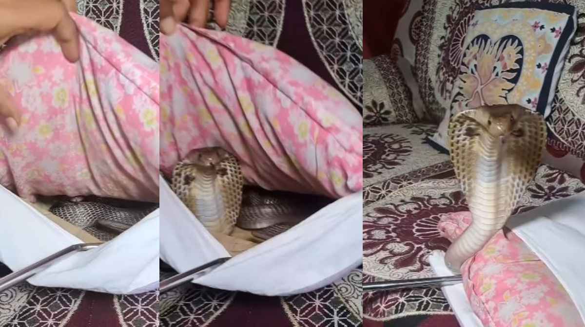 snake-viral