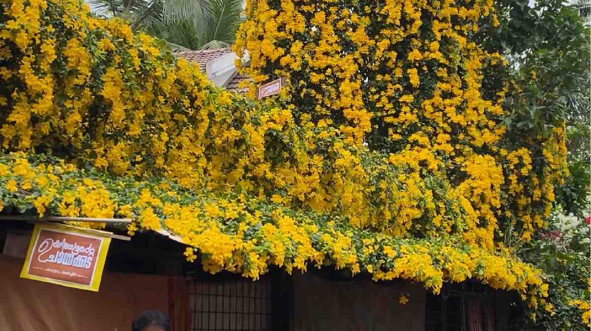 yellow-flower-tea-shop