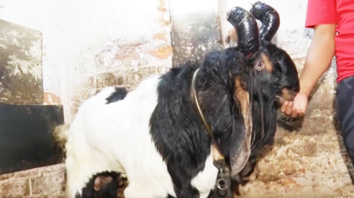 bhopal-seller-sells-goat-for-rs-7-lakh