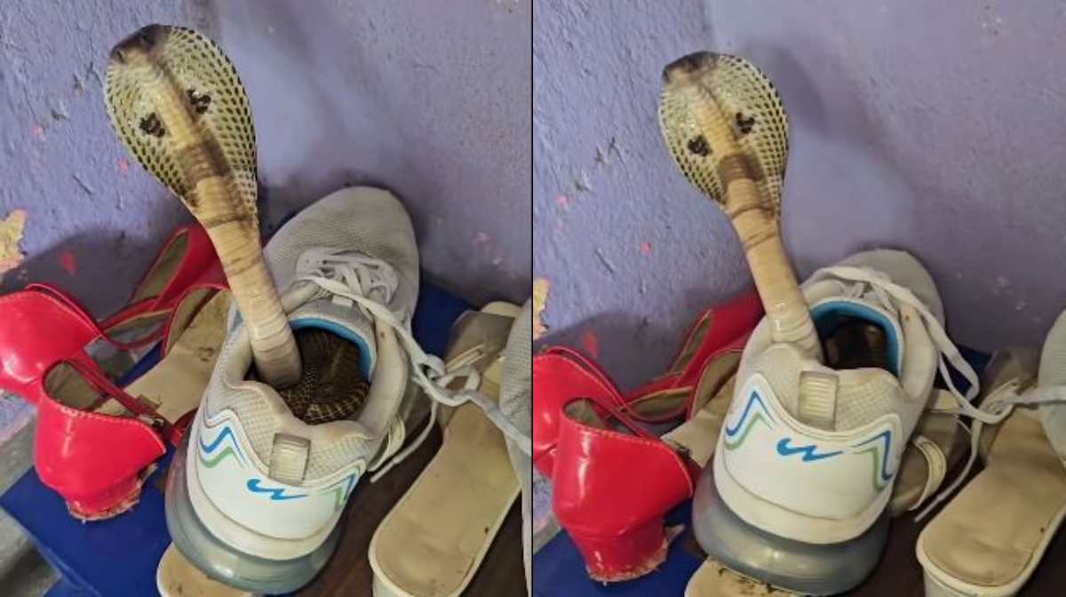 cobra-hides-inside-a-shoe