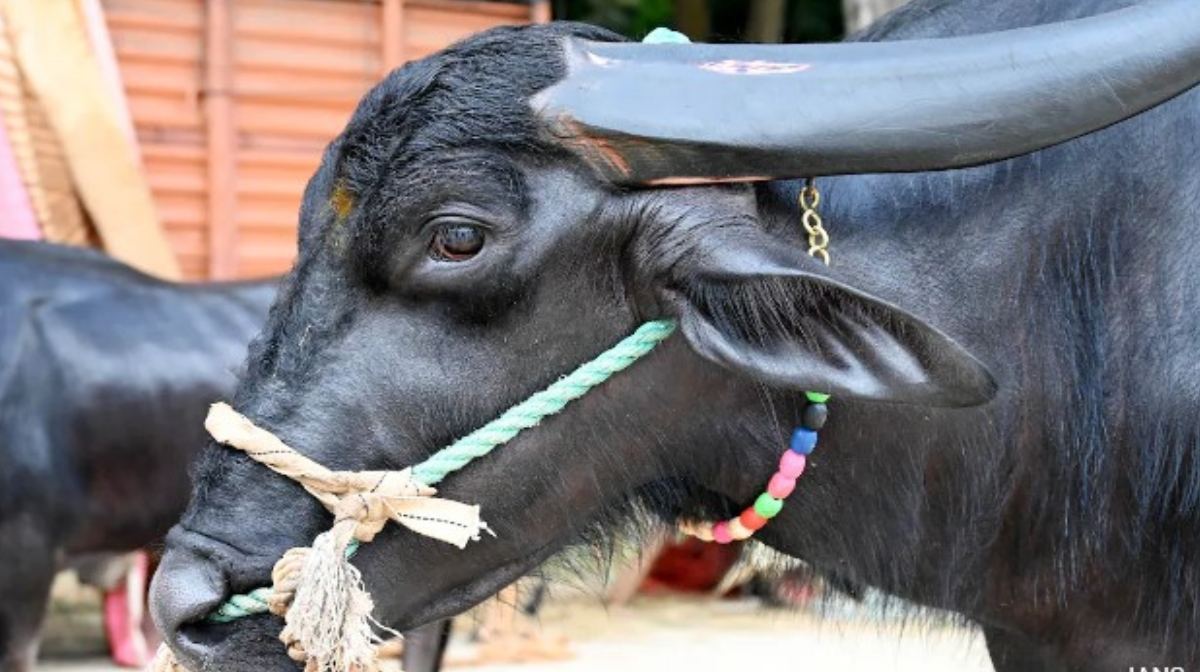 Uttar Pradesh | Buffalo | പൊലീസും പഞ്ചായത്തും പരാജയപ്പെട്ടു