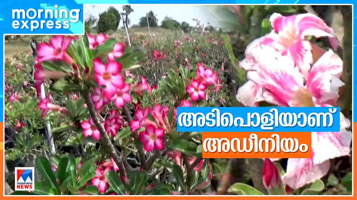 adenium