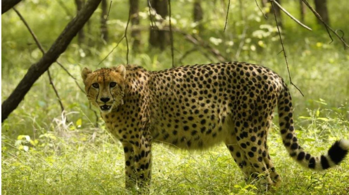 cheeta-new cheeta-new