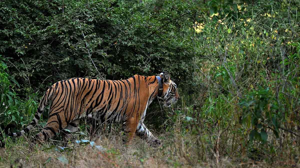 INDIA-WILDLIFE-TIGER-CONSERVATION-ANIMAL-FILES