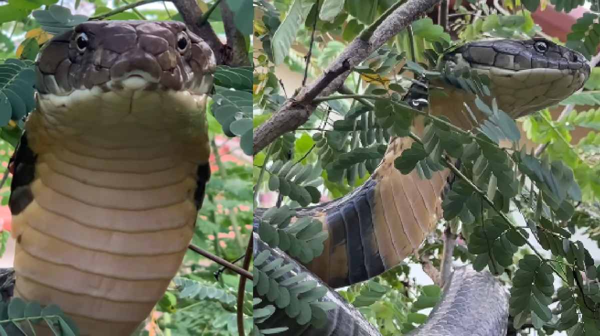 agumbe-king-cobra