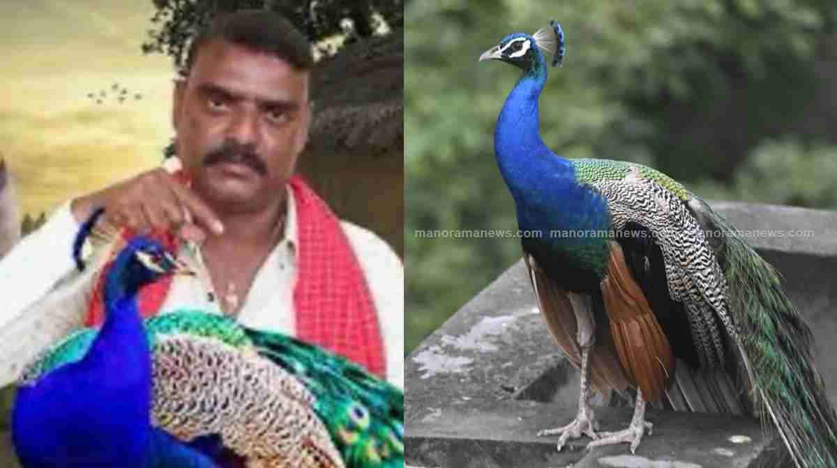 peacock-curry-case