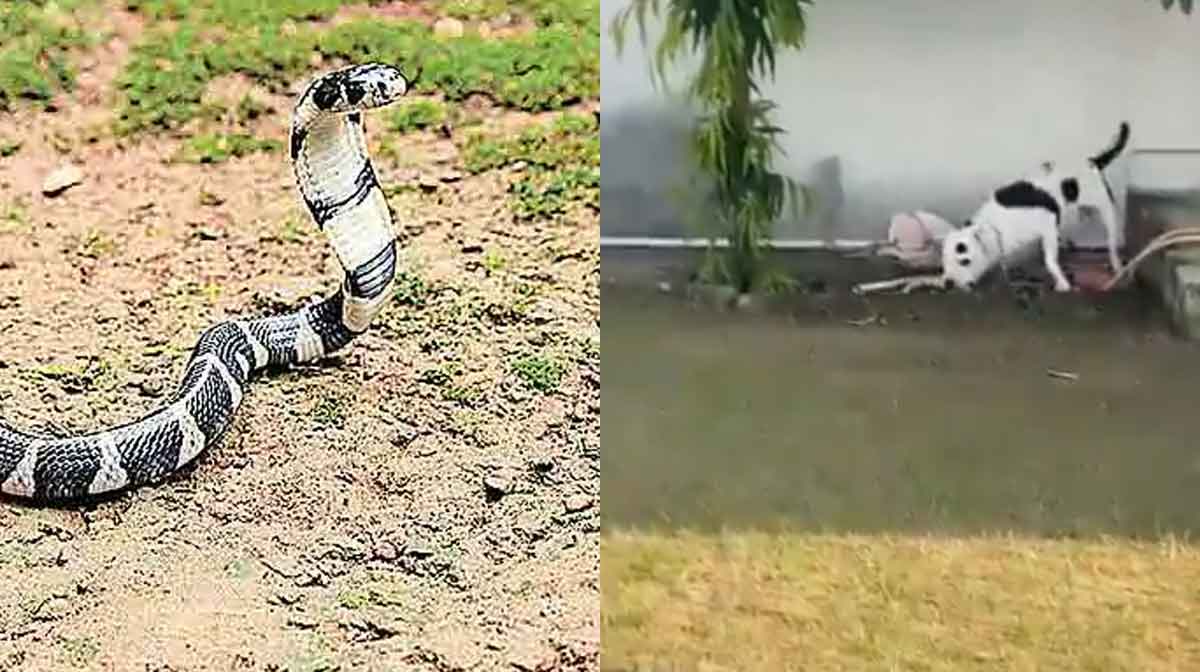 screengrab : x.com/Bhupend29375158/status/