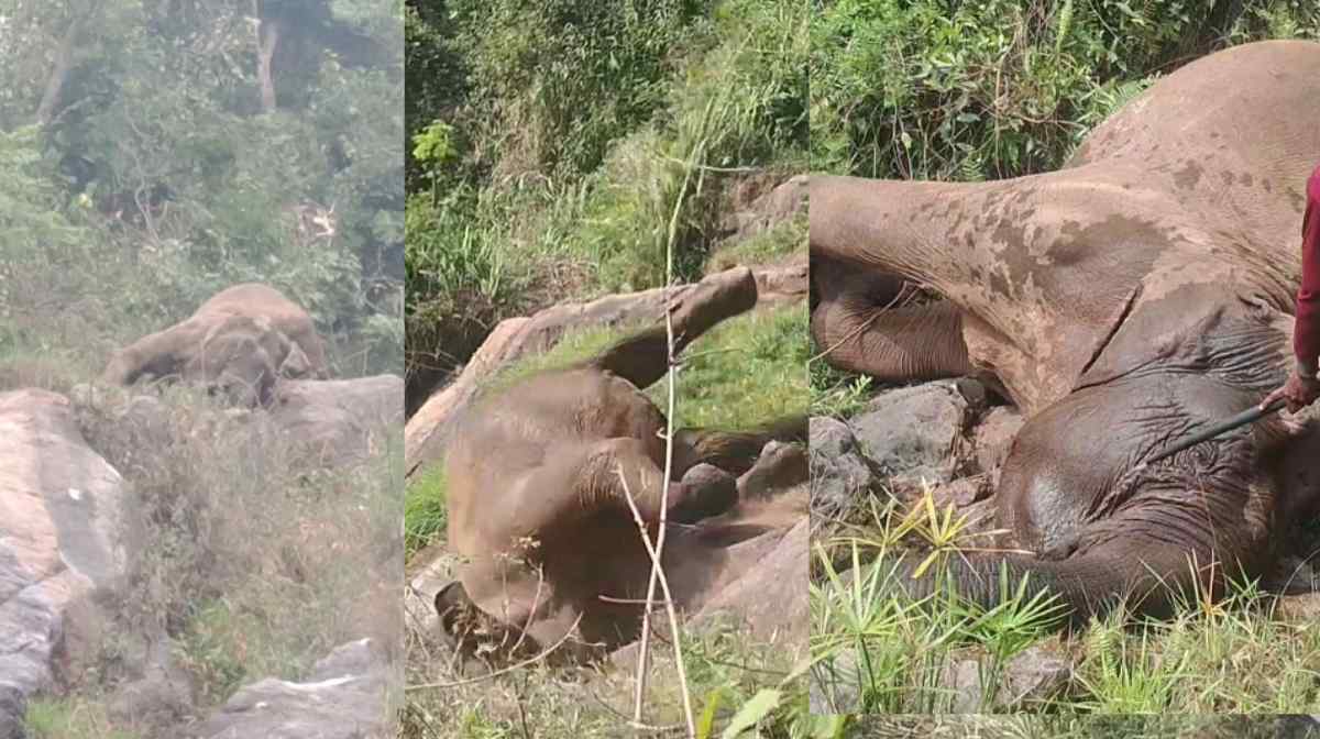 elephant-nilgiris-accident
