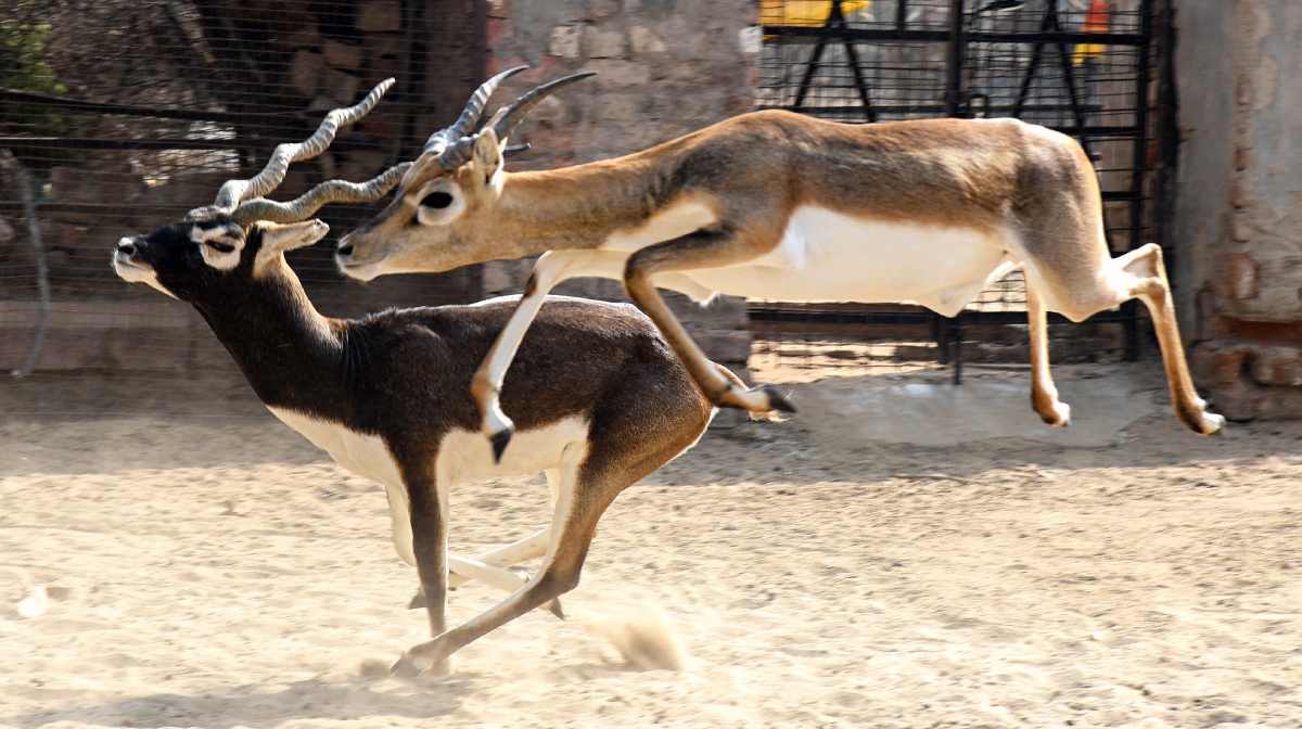 കൃഷ്ണമൃഗം | പ്രതീകാത്മക ചിത്രം