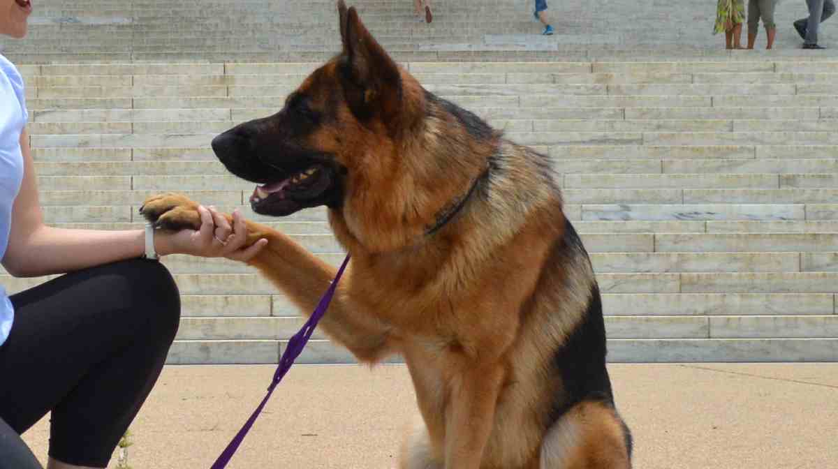 german-shepherd-file