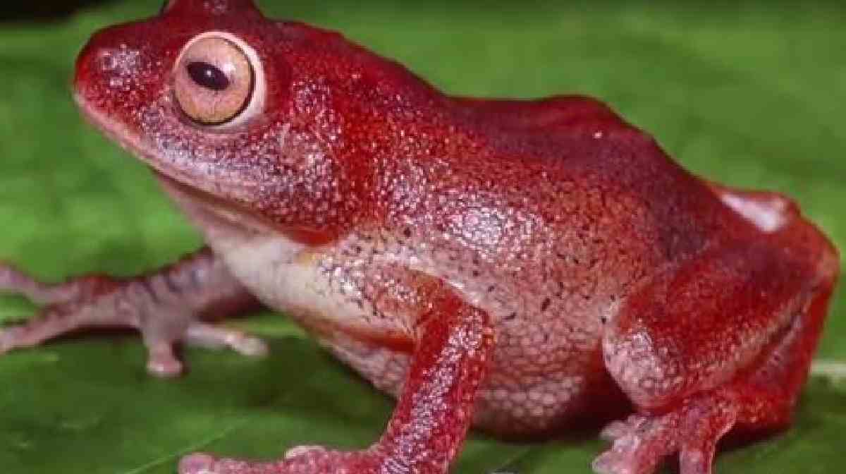 the-project-proposal-to-establish-the-countrys-first-frog-sanctuary-in-kerala-remains-in-oblivion
