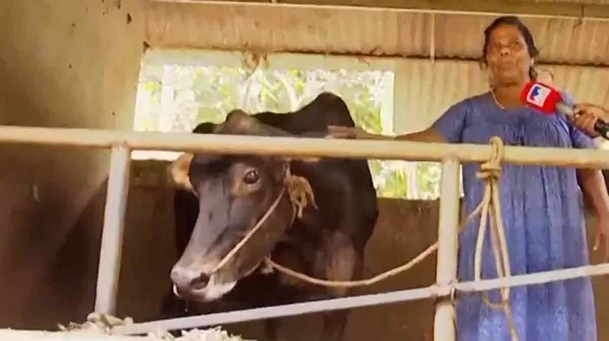cow