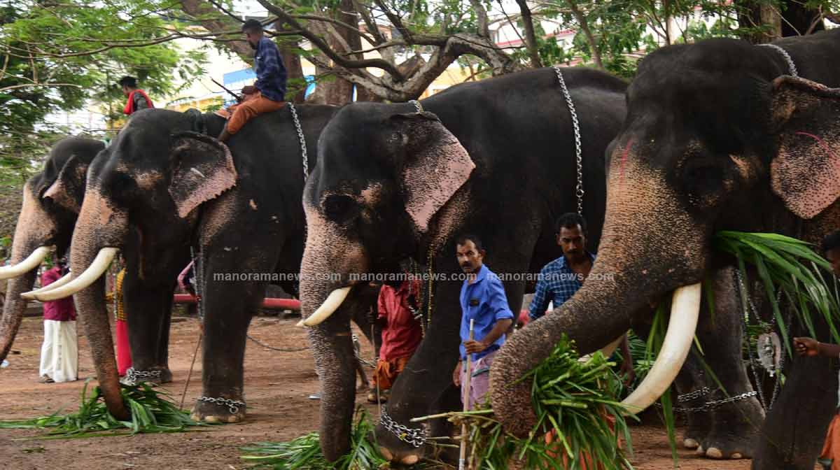 elephant-05