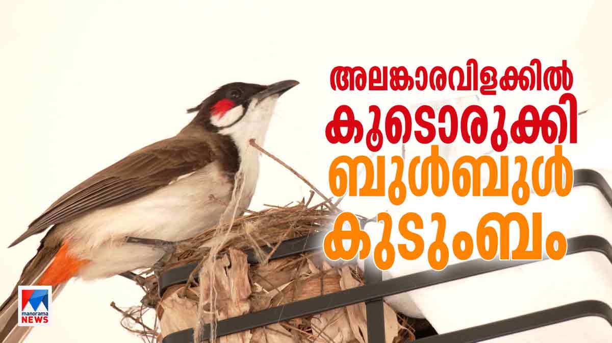 bulbul-bird bulbul-bird