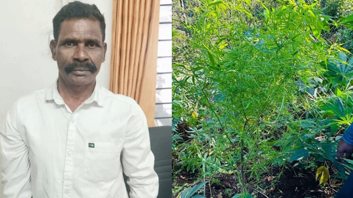 ganja