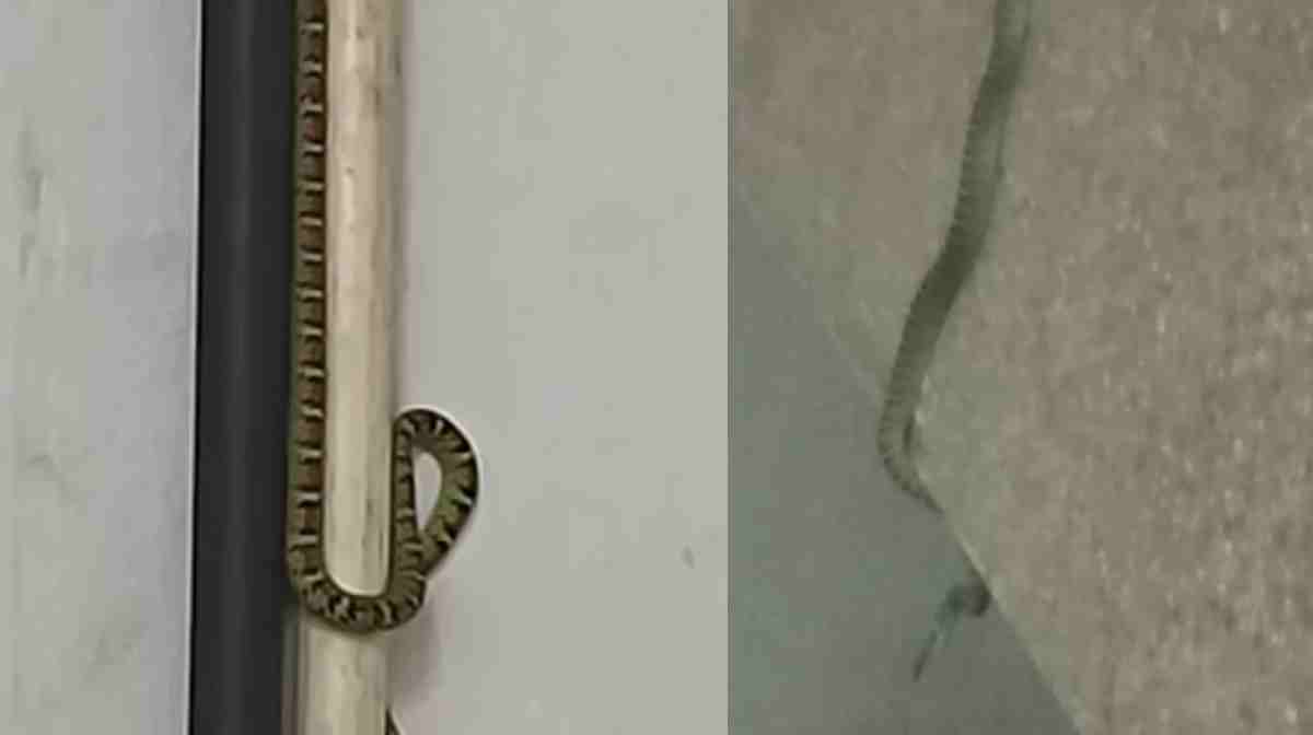 snake-in-secretariat-again