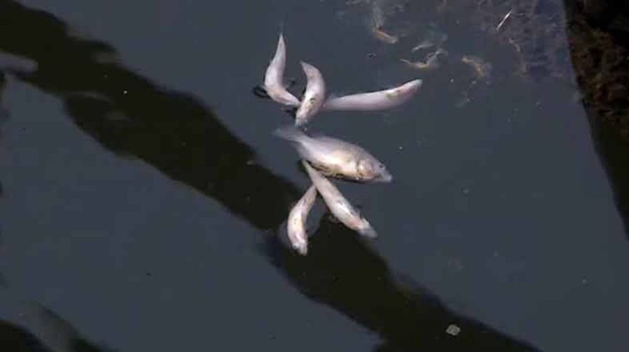 periyar-fish