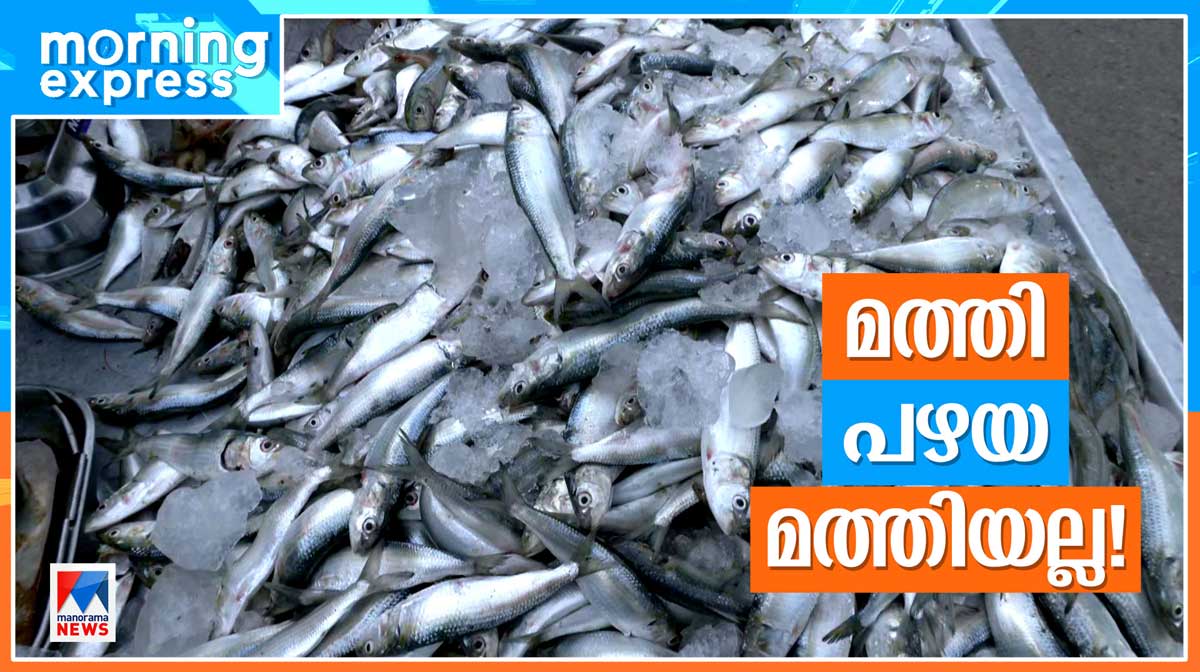 മത്തിക്കും പത്രാസ് കൂടി; മീനില്‍ തൊട്ടാല്‍ കൈ പൊള്ളും | sardines ...