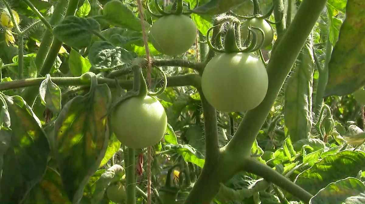 tomatto