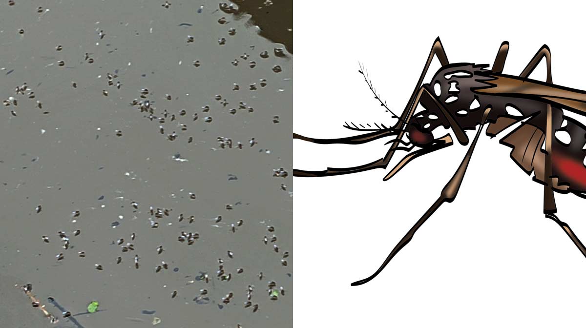 mosquito-fine