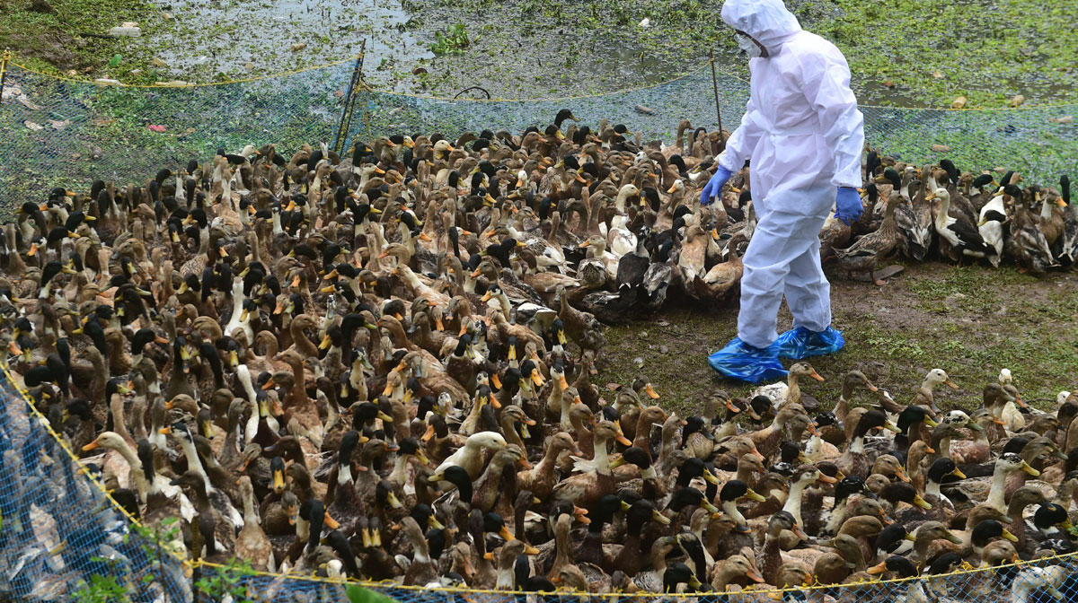 bird-flu-hits-alappuzha
