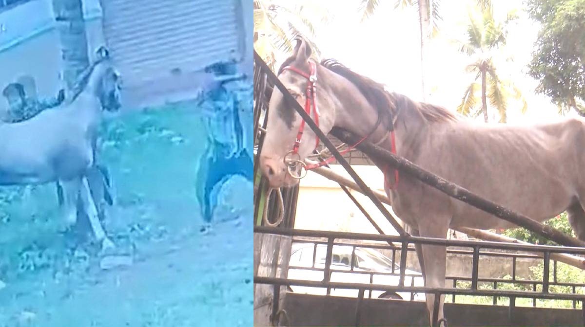 horse-kollam