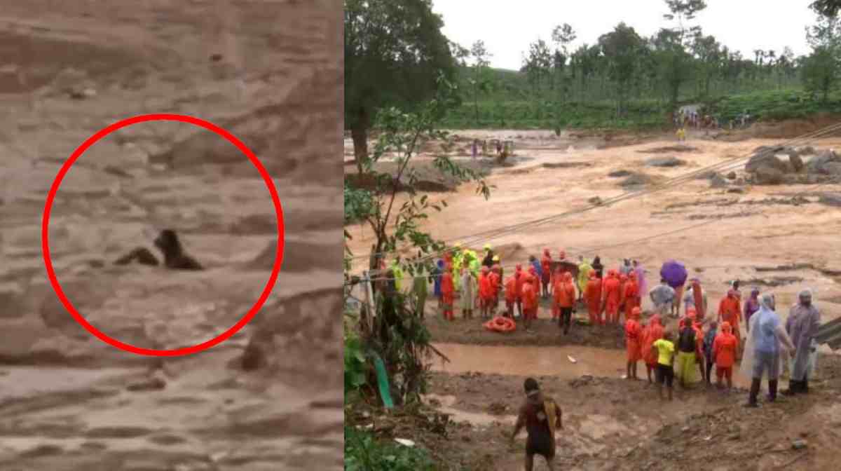 mundakai-man-trapped