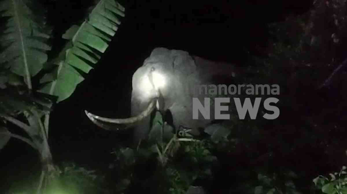 chinnakkanal-elephant-file chinnakkanal-elephant-file