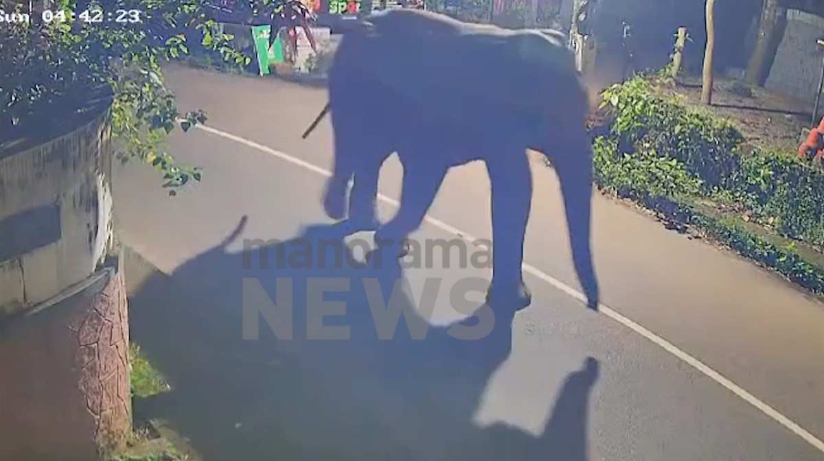 perambra-elephant