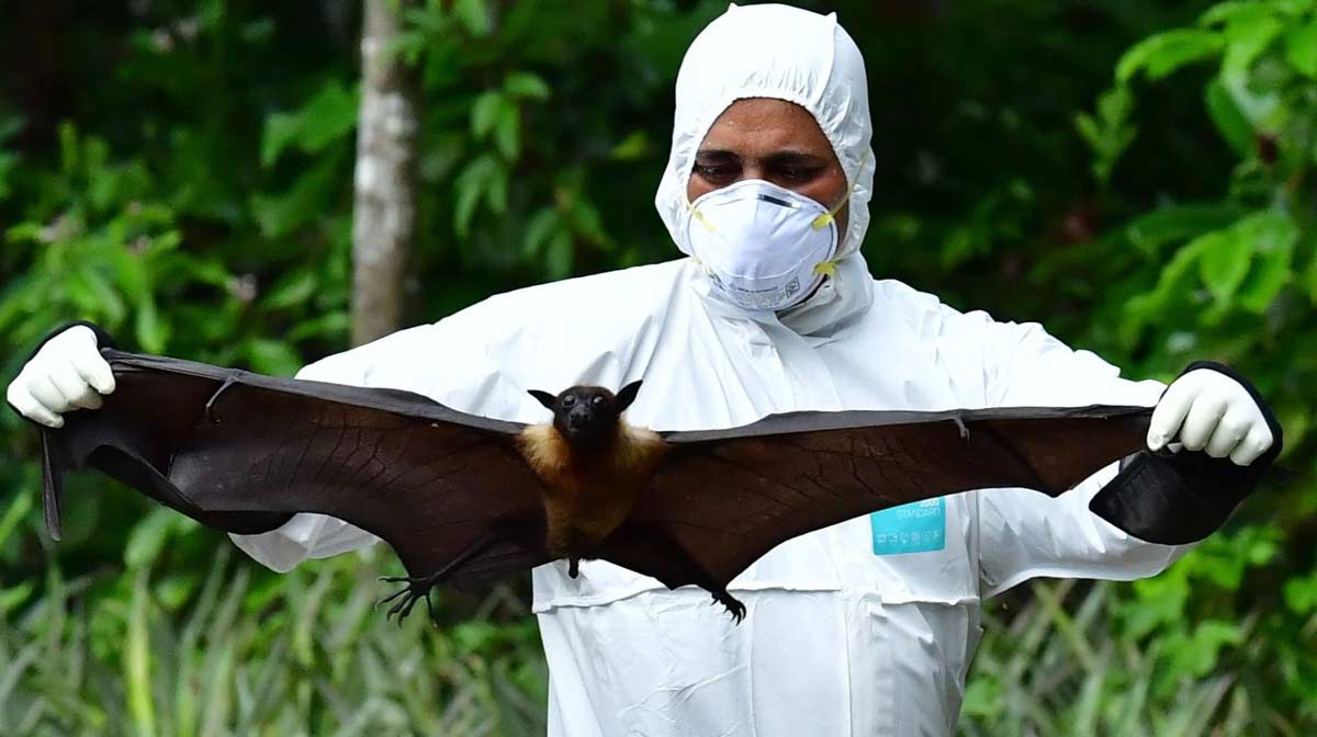 nipah-mask