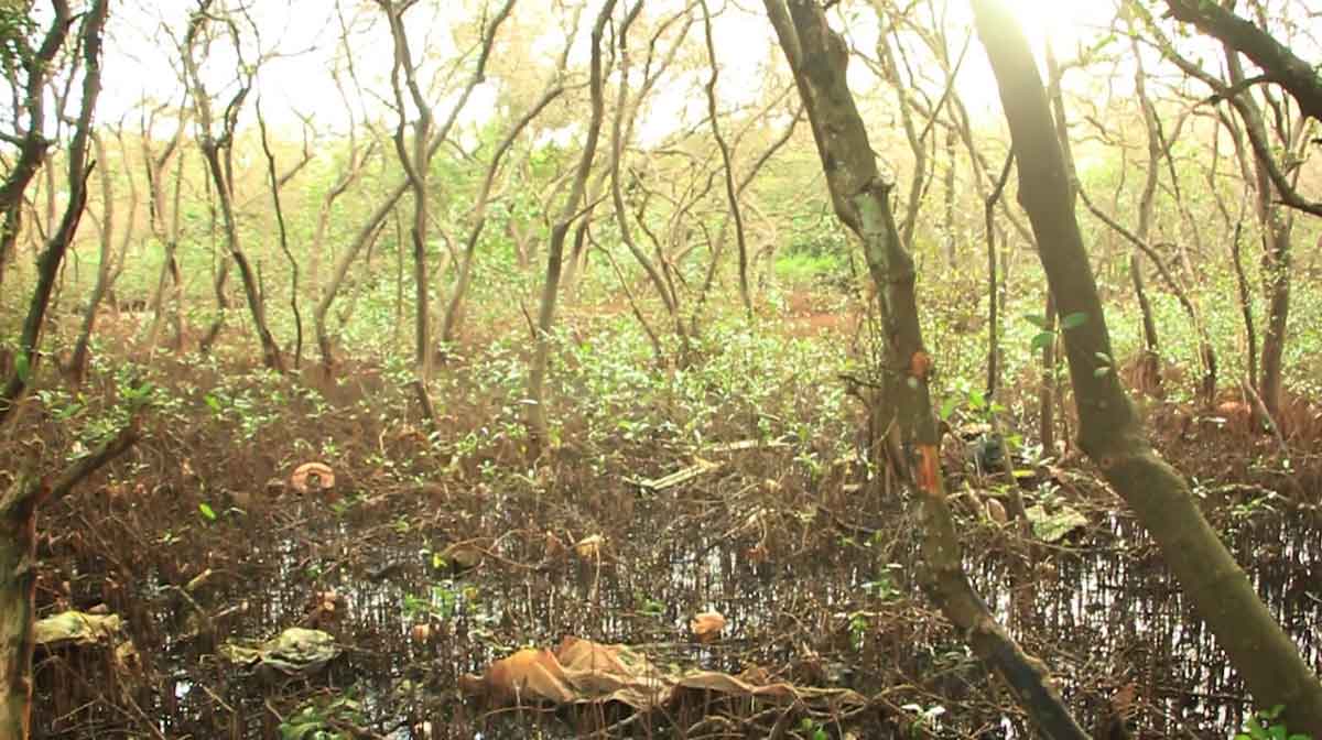 Mangrove-forest