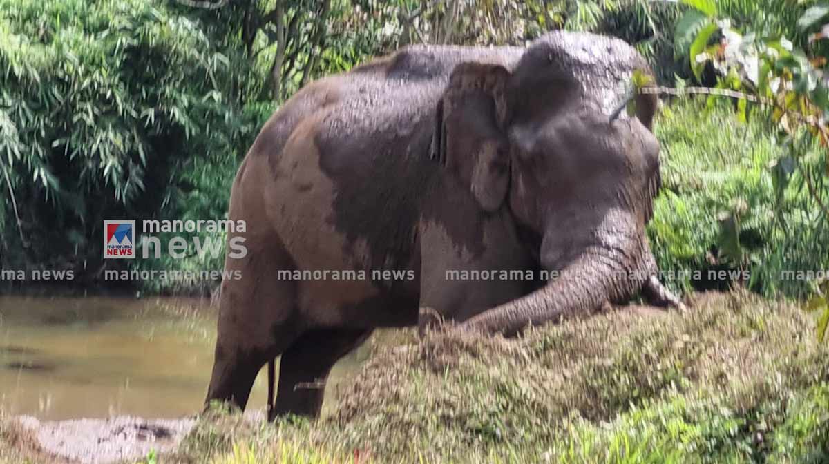 athirapply-elephant-22