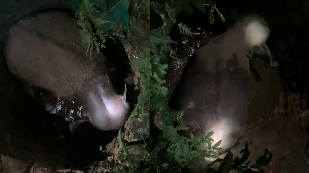 elephant-well-malappuram