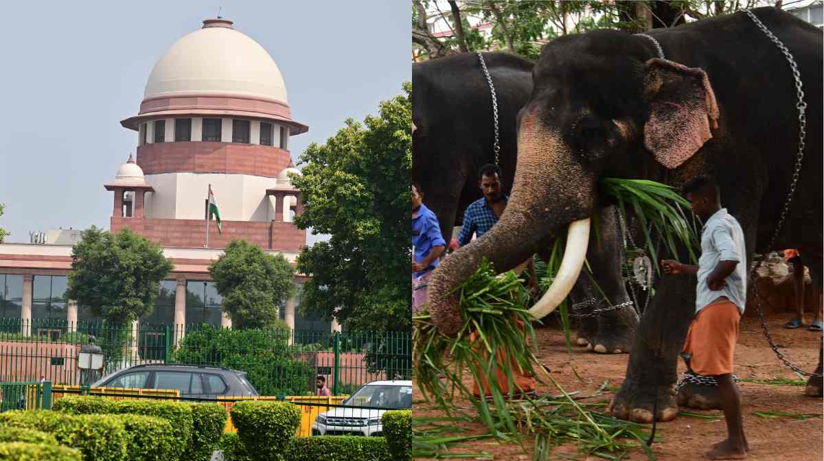 sc-elephant-new