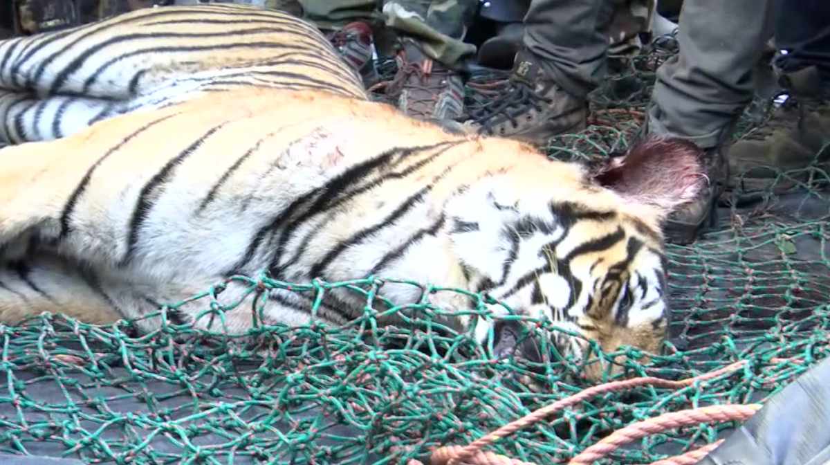 pancharakkolli-tiger