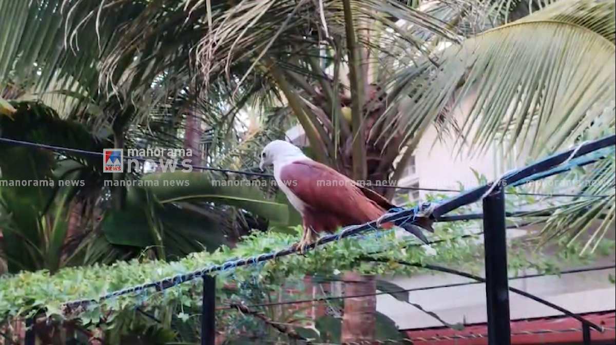 black-kite