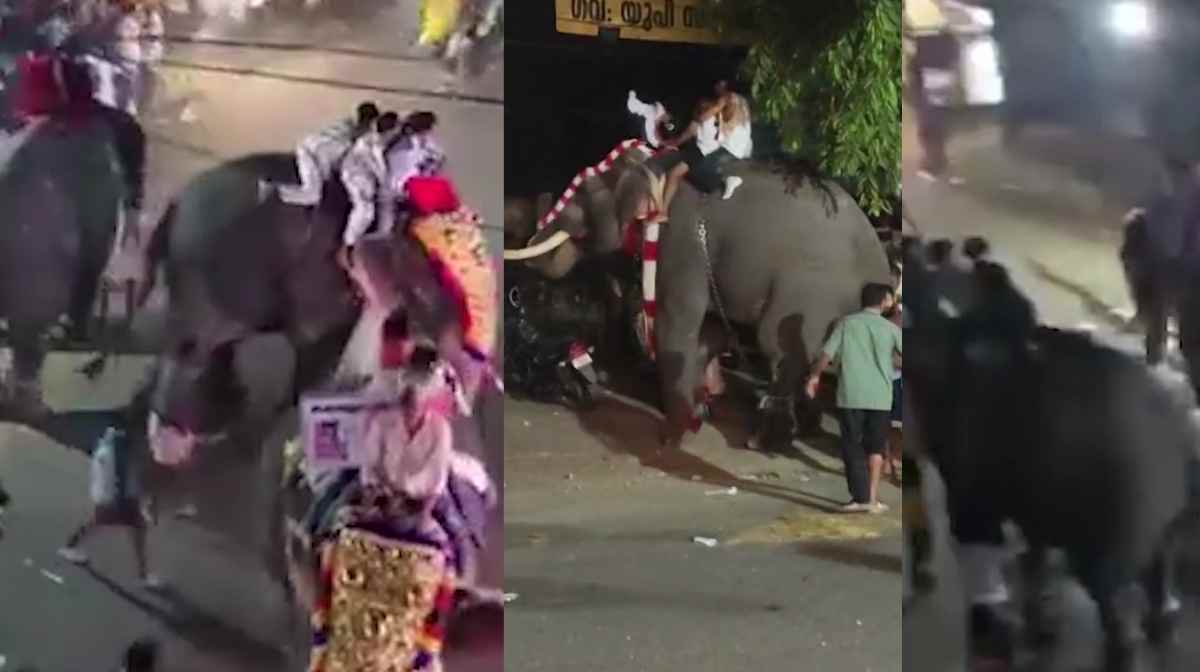 elephant-runs