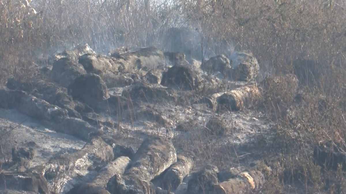 oilpalm-fire