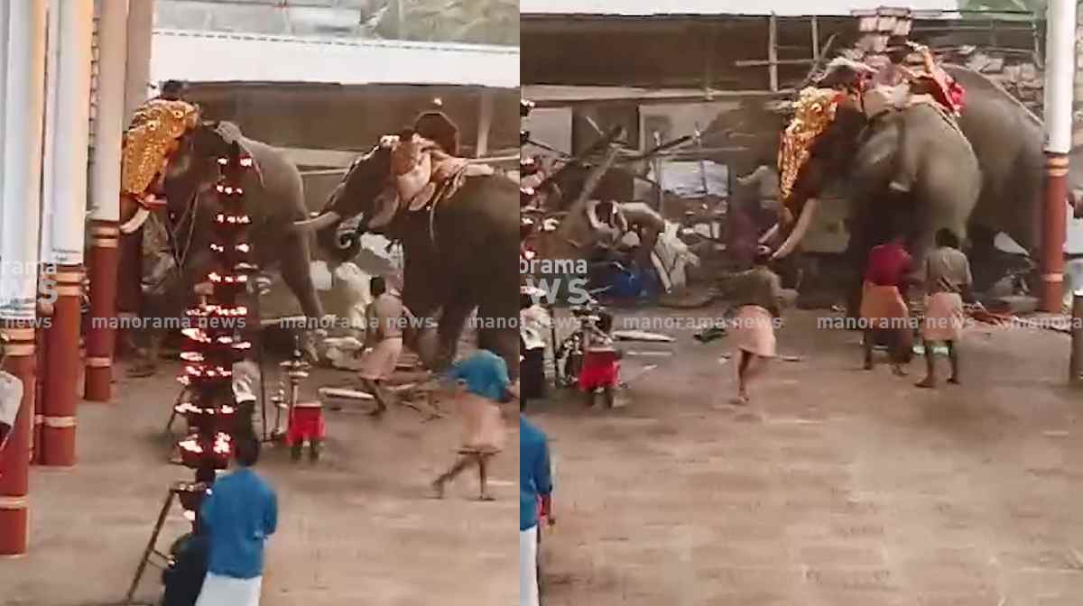 elephant-amok
