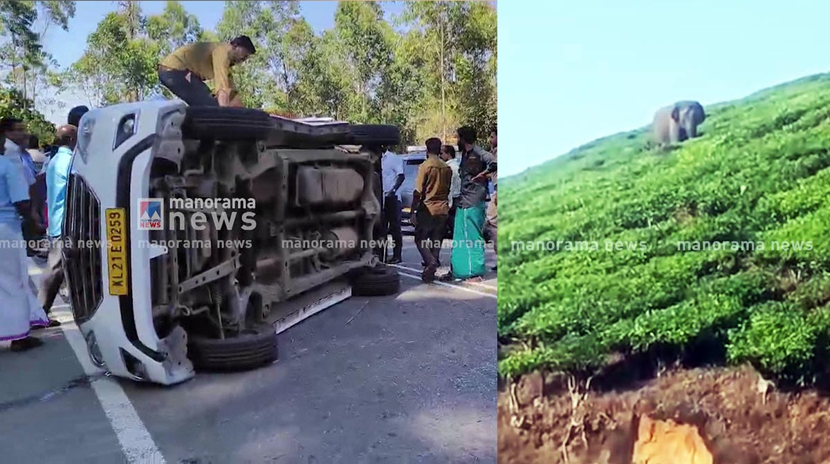 idukki-devikulam-elephant-attack-cow-death