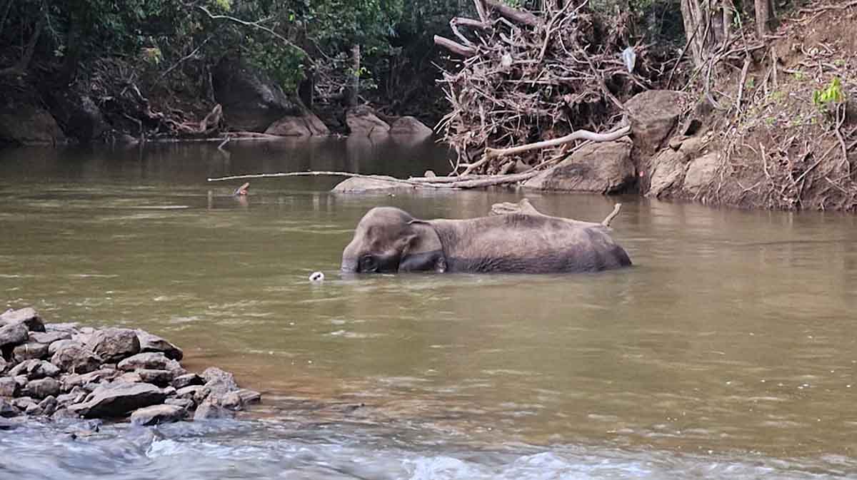 valpparai-elephant